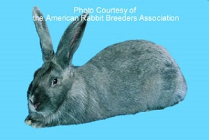 Dental Surgery On a Rabbit! Image